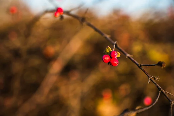 Primo Piano Bacche Rosse Che Crescono Sull Albero — Foto Stock