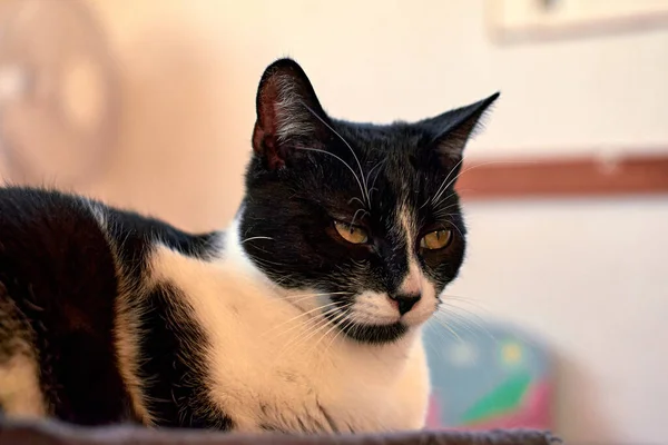 Eine Listige Zweifarbige Katze Mit Schielenden Augen — Stockfoto