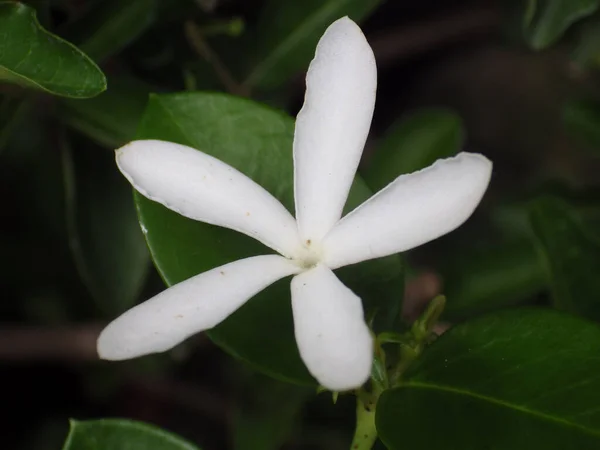 Eine Nahaufnahme Einer Weißen Blume Auf Grünem Hintergrund — Stockfoto