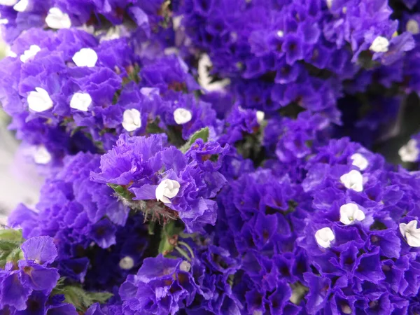 Selektiv Bild Vacker Bukett Blått Limonium — Stockfoto