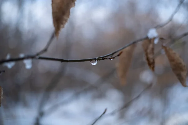 秋叶露水干枯的选择性集中拍摄 — 图库照片