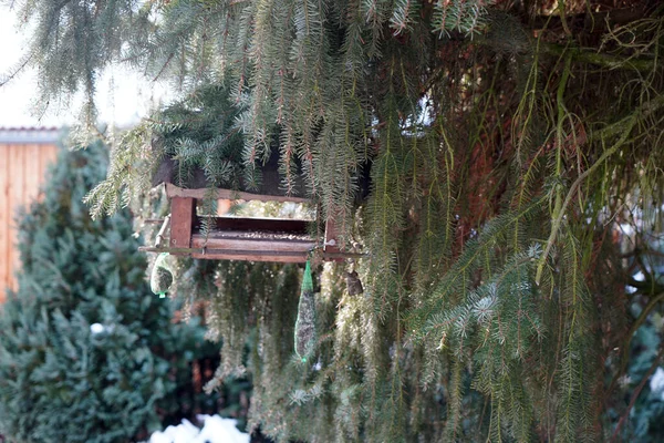 Mise Point Sélective Une Mangeoire Sur Une Épinette Brevera — Photo