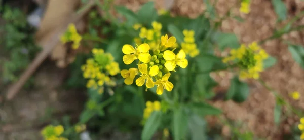 Top View Blooming Wintercresses — Stock Photo, Image