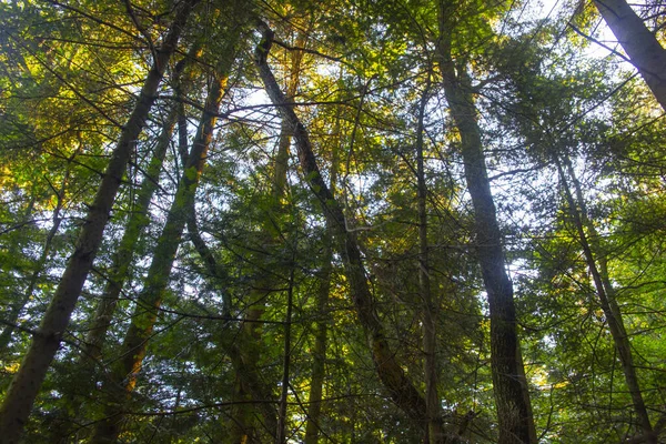 Een Lage Hoek Opname Van Hoge Herfst Bomen Het Woud — Stockfoto