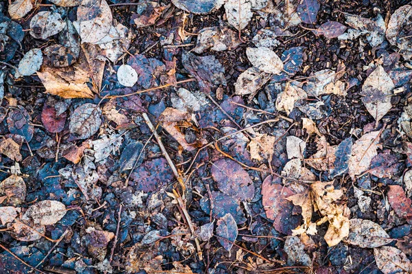 Une Vue Dessus Des Feuilles Séchées Tombées Sur Sol — Photo