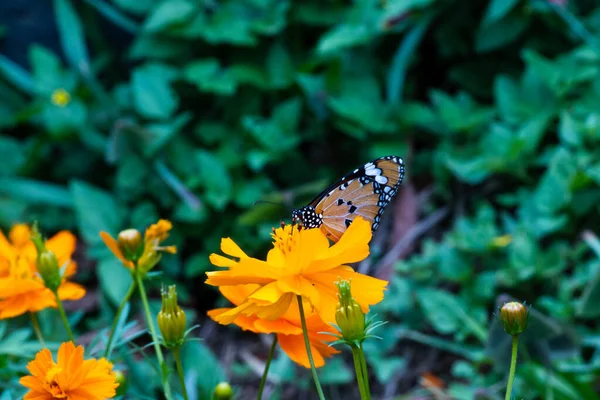 Closeup Macro Focus Shot Beautiful Butterfly Sitting Flower — Stock Photo, Image