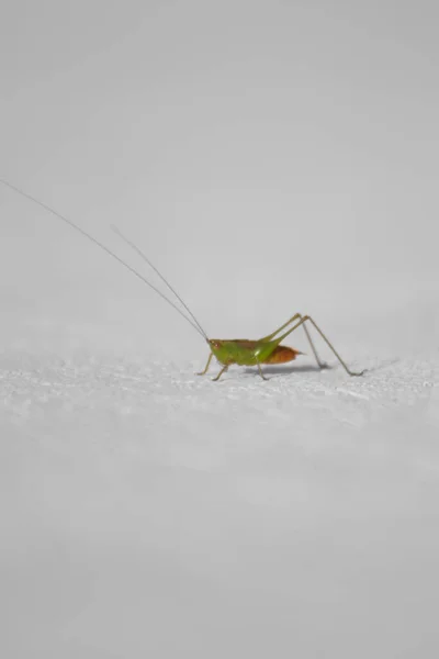 Tiro Vertical Pequeño Gran Grillo Verde Una Pared Blanca — Foto de Stock