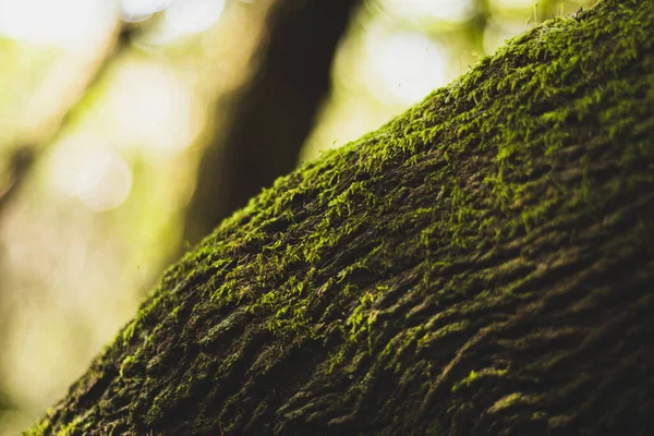 Primer Plano Una Superficie Musgosa Árbol —  Fotos de Stock