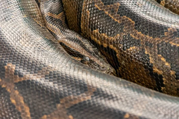 Fecho Uma Serpente Dormindo Chão Sob Luzes — Fotografia de Stock