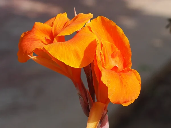 Tiro Close Uma Flor Canna Laranja — Fotografia de Stock