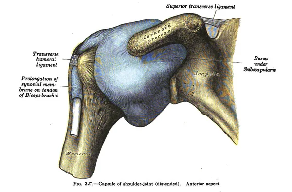 人間の解剖学のアトラス本のページ — ストック写真