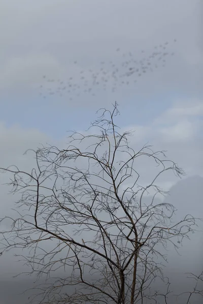 Вертикальный Снимок Дерева Голыми Ветвями Птицами Летящими Облачном Небе — стоковое фото