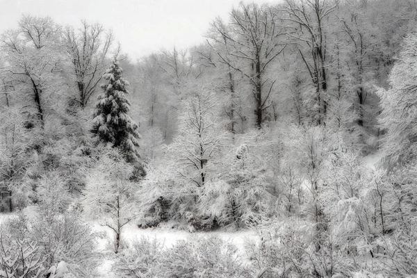 Krajina Zamrzlých Lesů Během Zimy — Stock fotografie