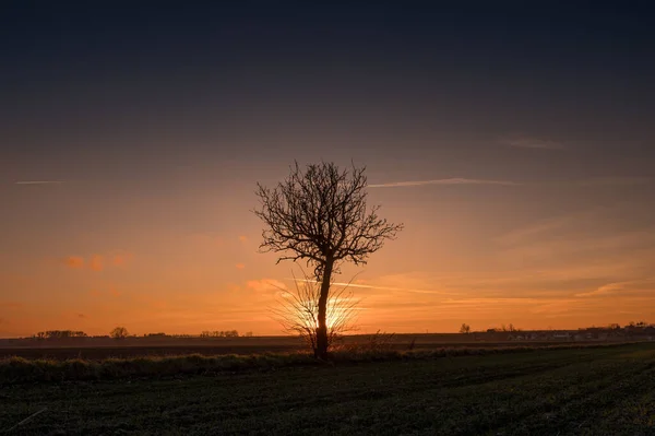 Beautiful Scenery Tree Middle Field Road Sunset — Stock Photo, Image