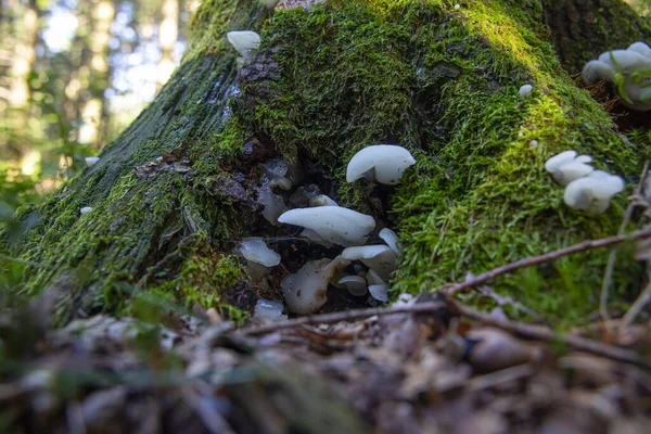 Low Angle Shot Old Tree Log Covered Green Moss — Stock Photo, Image