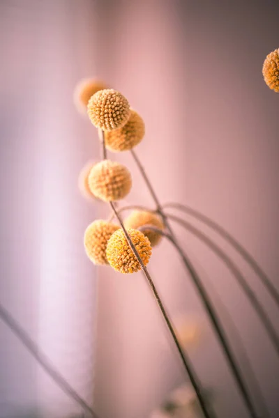 在模糊的背景上垂直拍摄的黄色球状速食植物 — 图库照片