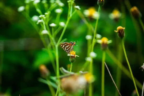 Nahaufnahme Eines Schönen Schmetterlings Der Auf Einer Blume Sitzt — Stockfoto