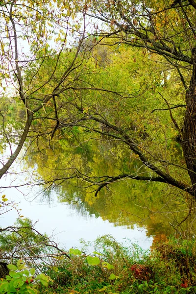 Een Verticaal Schot Van Een Plas Weerkaatsend Gele Groene Bomen — Stockfoto