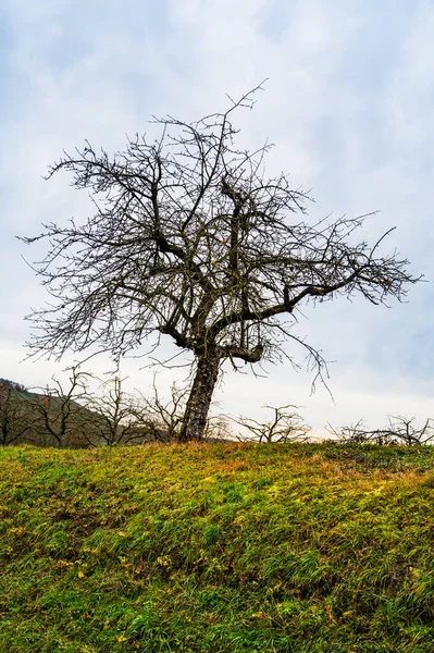 Ein Vertikaler Schuss Eines Trockenen Baumes Auf Der Wiese Unter — Stockfoto