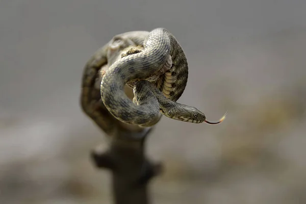 Enfoque Selectivo Una Pequeña Serpiente Una Rama Con Lengua Arrullada — Foto de Stock