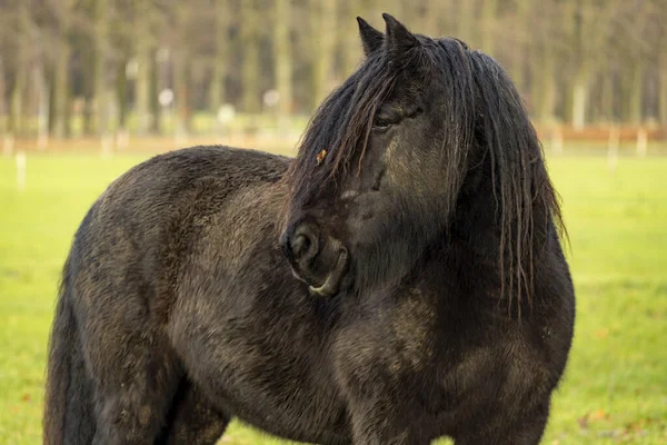 黒いフリースラントの馬は ほぼ恐ろしい男と牧草地で側に見て — ストック写真