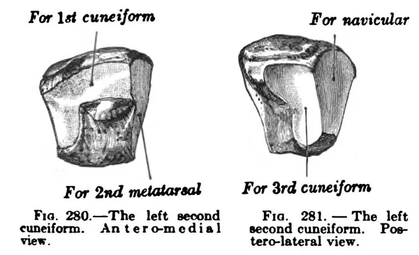 세기에 그려진 설형문자의 해부학 도면과 — 스톡 사진