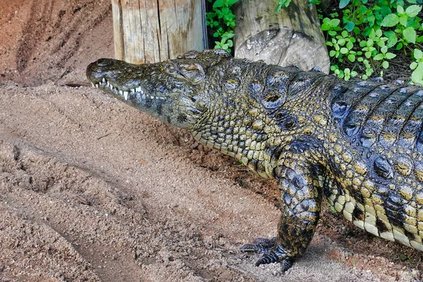 Grand Crocodile Dangereux Dans Son Habitat Naturel — Photo