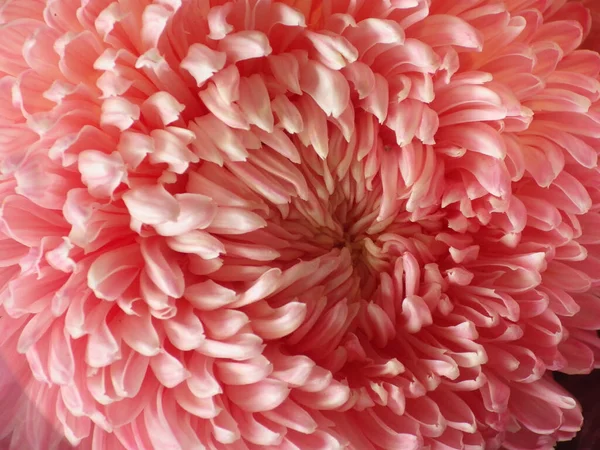 Tiro Close Uma Flor Rosa — Fotografia de Stock