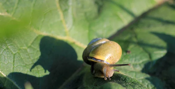 Primo Piano Una Chiocciola Una Foglia Verde — Foto Stock