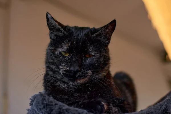 Engraçado Preto Abreviação Fumaça Gato Squinting Olhos Gatinho Astuto — Fotografia de Stock