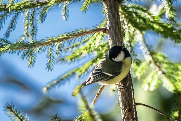 Ein Niedlicher Kleiner Sperling Der Tagsüber Auf Einem Ast Hockt — Stockfoto