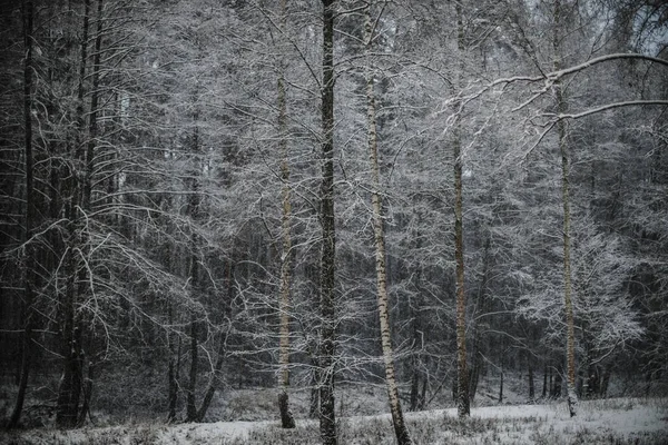 Ένα Πλάνο Από Παγωμένες Σημύδες Στο Δάσος Χειμωνιάτικη Διάθεση — Φωτογραφία Αρχείου