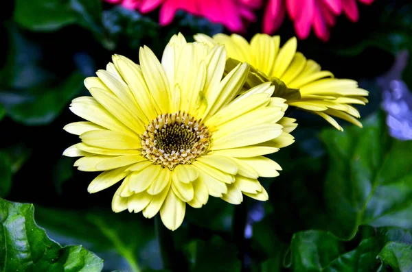 Closeup Beautiful Yellow Gerbera Daisy Surrounded Green Leaves — Stock Photo, Image