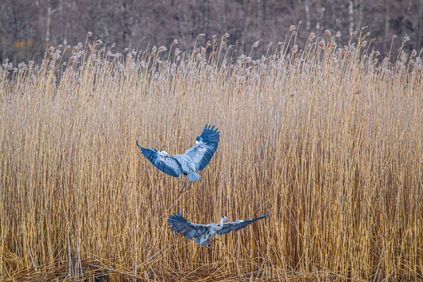 野原を飛ぶ灰色のサギの美しいショット — ストック写真