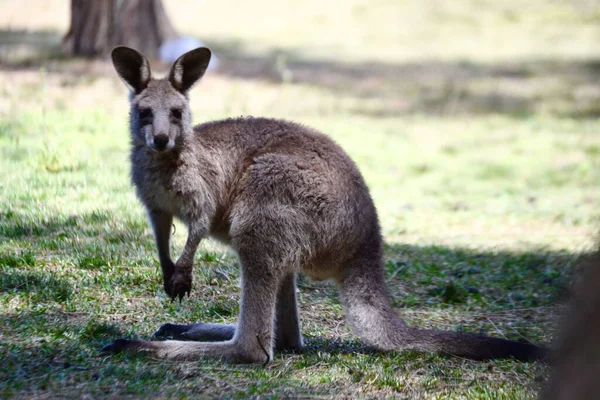 Een Shot Van Een Grote Grijze Kangoeroe Natuur — Stockfoto