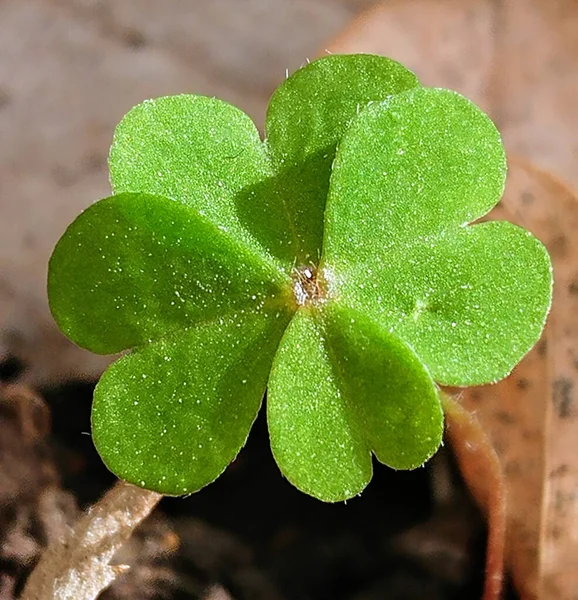 Gros Plan Une Trèfle Verte Feuilles — Photo