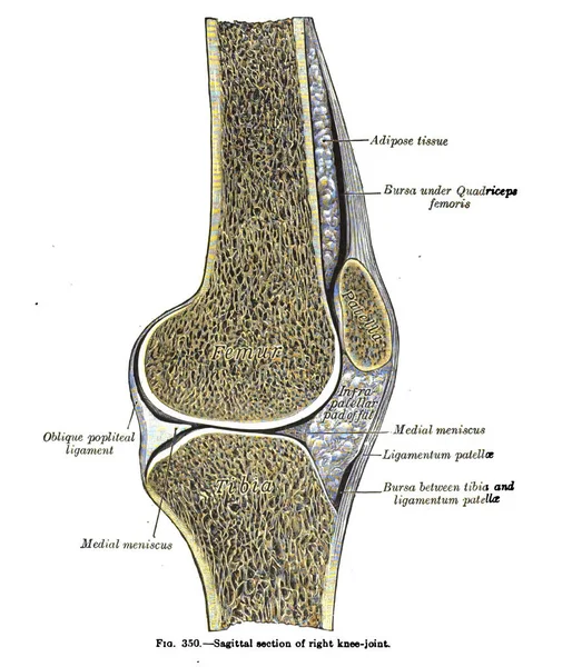 右膝関節の仙骨部の垂直解剖図とテキスト 19世紀から — ストック写真