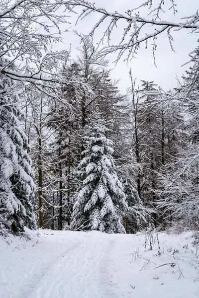 Uma Bela Paisagem Inverno Nevado Floresta Negra Alemanha — Fotografia de Stock