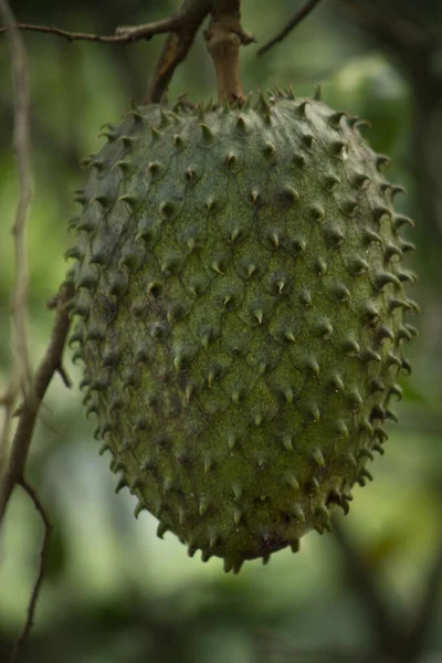 Tiro Vertical Fruto Soursop Suspenso Uma Árvore — Fotografia de Stock