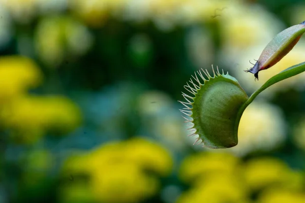 Egy Közeli Kép Egy Vénusz Légycsapó Növényről — Stock Fotó