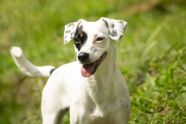 黒い毛皮のパッチを持つ美しい白い犬のクローズアップショット — ストック写真