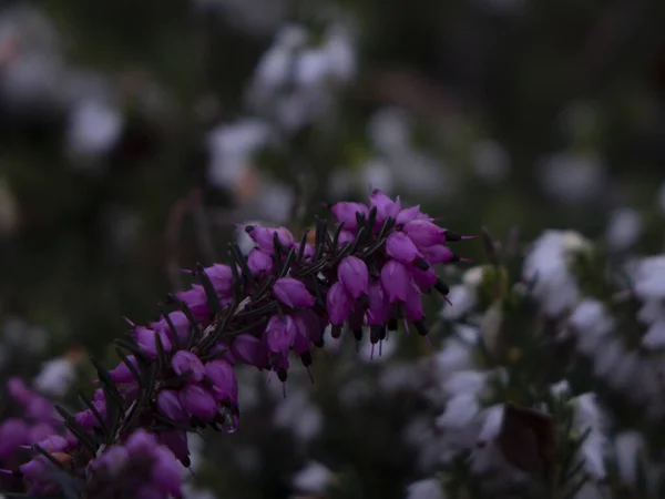 Zbliżenie Ujęcie Pięknych Purpurowych Kwiatów Wrzosowiska — Zdjęcie stockowe