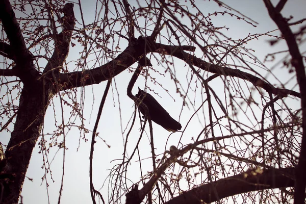 Ένα Χαμηλό Πλάνο Ενός Πουλιού Σκαρφαλωμένο Ένα Κλαδί Δέντρου — Φωτογραφία Αρχείου