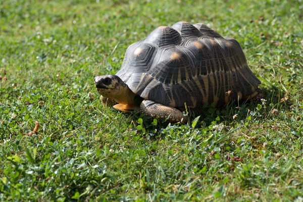 Zbliżenie Ujęcia Pięknego Żółwia Trawie Wzorzystą Skorupą — Zdjęcie stockowe