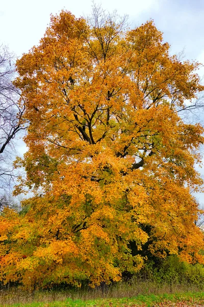 Ένα Κάθετο Πλάνο Ενός Φθινοπωρινού Δέντρου Κίτρινα Και Πορτοκαλί Φύλλα — Φωτογραφία Αρχείου