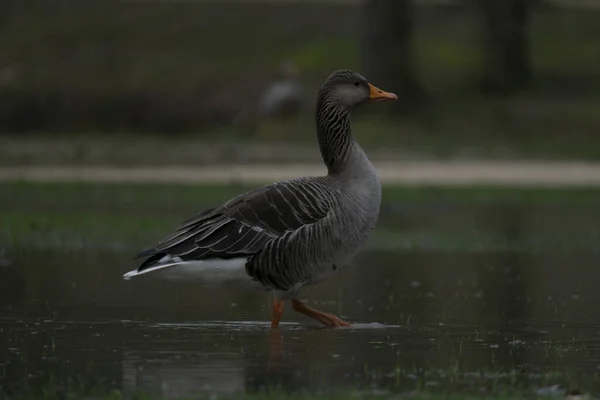 Husa Kráčející Jezera Parku — Stock fotografie