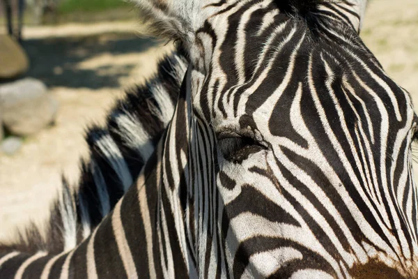 Een Close Shot Van Een Zebra Hoofd — Stockfoto