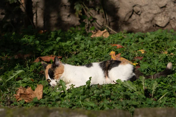 Μια Όμορφη Φωτογραφία Γάτες Χαζολογούν Στο Γρασίδι Του Πάρκου — Φωτογραφία Αρχείου