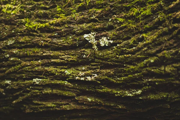 Tiro Close Tronco Árvore Com Uma Sobremesa Musgosa — Fotografia de Stock
