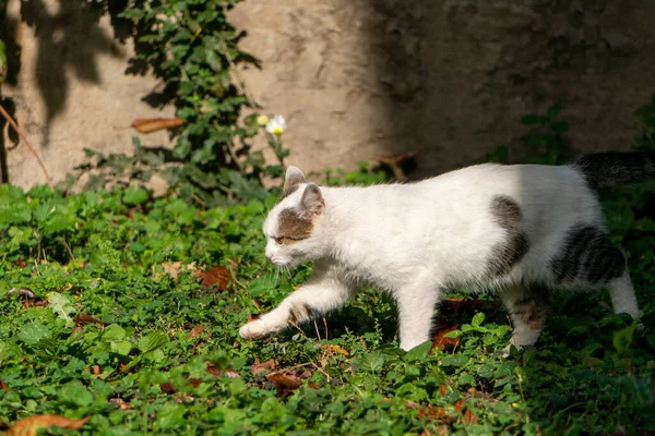 Söt Katt Gatan — Stockfoto